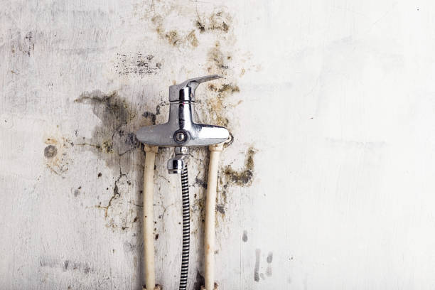 Best Home Mold Removal  in Spring Hill, KS