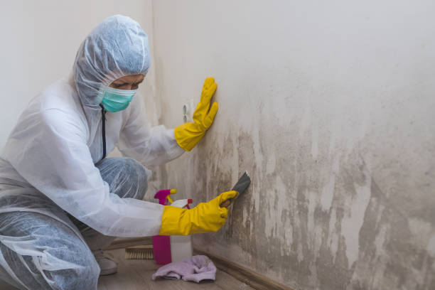 Best Crawl Space Mold Removal  in Spring Hill, KS