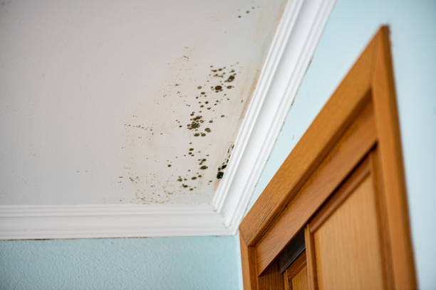 Mold Testing and Removal in Spring Hill, KS