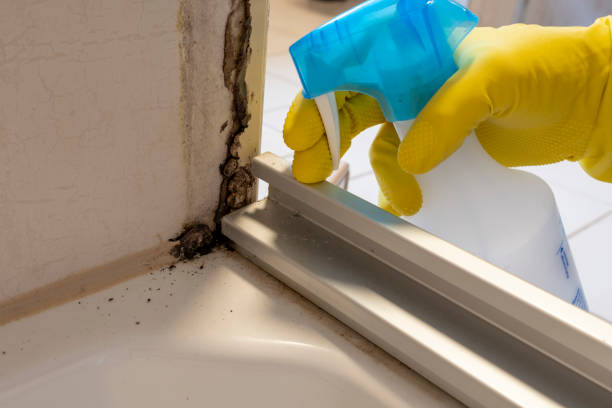 Trusted Spring Hill, KS Mold Removal Experts