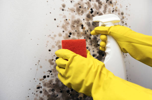 Best Emergency Mold Removal  in Spring Hill, KS
