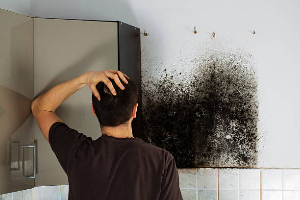 Best Mold Remediation Experts  in Spring Hill, KS