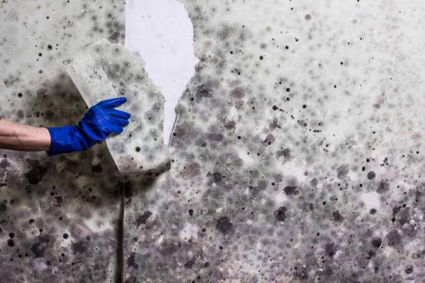 Best Home Mold Removal  in Spring Hill, KS