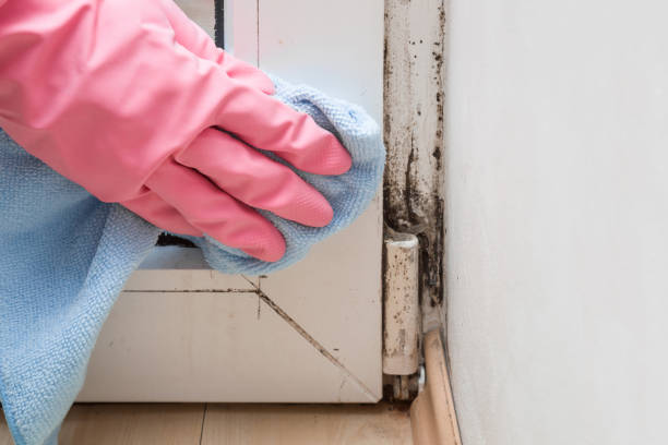 Best Certified Mold Removal  in Spring Hill, KS