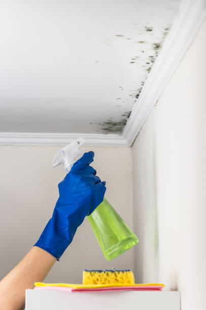 Best Water Damage Restoration  in Spring Hill, KS