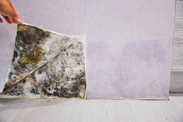 Best Residential Mold Removal  in Spring Hill, KS